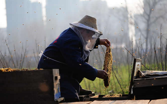 陽(yáng)臺(tái)養(yǎng)蜂 陽(yáng)臺(tái)養(yǎng)蜂
