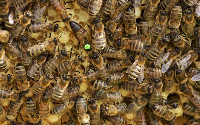 秋繁蜜蜂的養(yǎng)殖方法和注意事項(xiàng)(蜜蜂秋繁的最佳時(shí)間及注意事項(xiàng)) 秋繁蜜蜂的養(yǎng)殖方法和注意事項(xiàng)(蜜蜂秋繁的最佳時(shí)間及注意事項(xiàng))