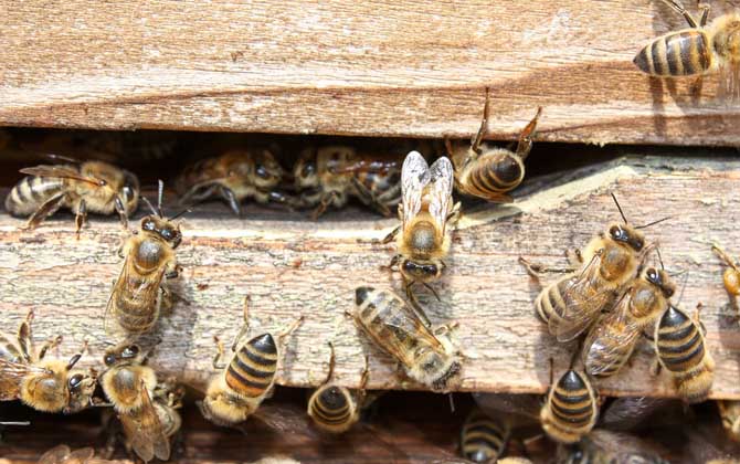 秋繁蜜蜂的養(yǎng)殖方法和注意事項(xiàng)(蜜蜂秋繁的最佳時(shí)間及注意事項(xiàng)) 秋繁蜜蜂的養(yǎng)殖方法和注意事項(xiàng)(蜜蜂秋繁的最佳時(shí)間及注意事項(xiàng))