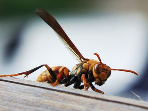胡蜂采水一般離窩多遠(采水蜂找窩最佳方法) 胡蜂采水一般離窩多遠(采水蜂找窩最佳方法)