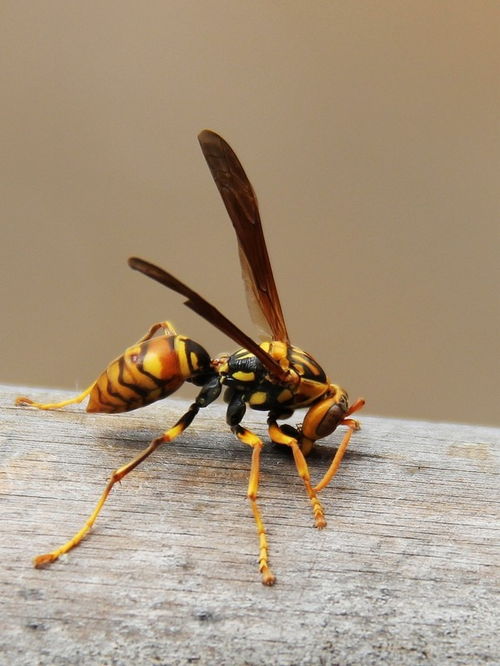 胡蜂采水一般離窩多遠(采水蜂找窩最佳方法) 胡蜂采水一般離窩多遠(采水蜂找窩最佳方法)