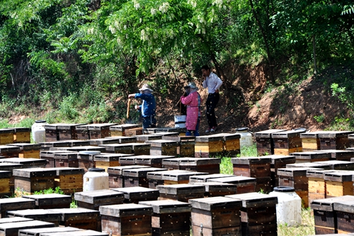 蜂場為什么要用同一種王臺(蜜蜂只造一個王臺怎么回事) 蜂場為什么要用同一種王臺(蜜蜂只造一個王臺怎么回事)