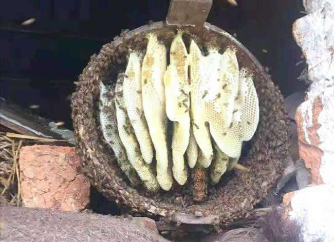 什么是土法養蜂技術？