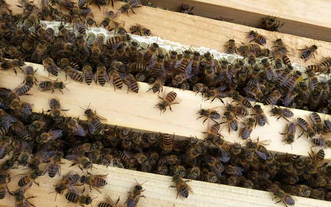 春繁蜜蜂怎么起群(春繁蜜蜂怎么樣做起群快) 春繁蜜蜂怎么起群(春繁蜜蜂怎么樣做起群快)