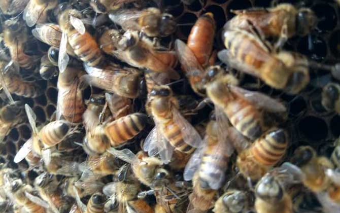 春繁蜜蜂怎么起群(春繁蜜蜂怎么樣做起群快) 春繁蜜蜂怎么起群(春繁蜜蜂怎么樣做起群快)