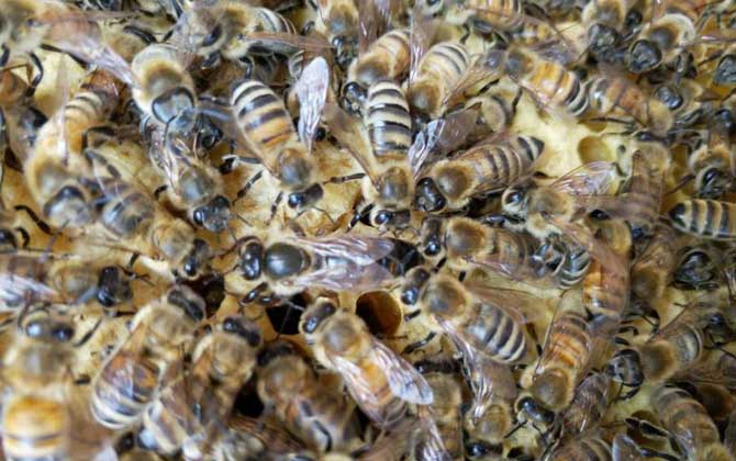 春繁蜜蜂怎么起群(春繁蜜蜂怎么樣做起群快) 春繁蜜蜂怎么起群(春繁蜜蜂怎么樣做起群快)