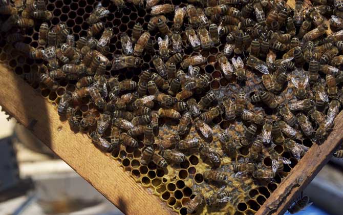 中蜂阿壩王一天可以產多少卵(蜂王一天能產多少卵) 中蜂阿壩王一天可以產多少卵(蜂王一天能產多少卵)