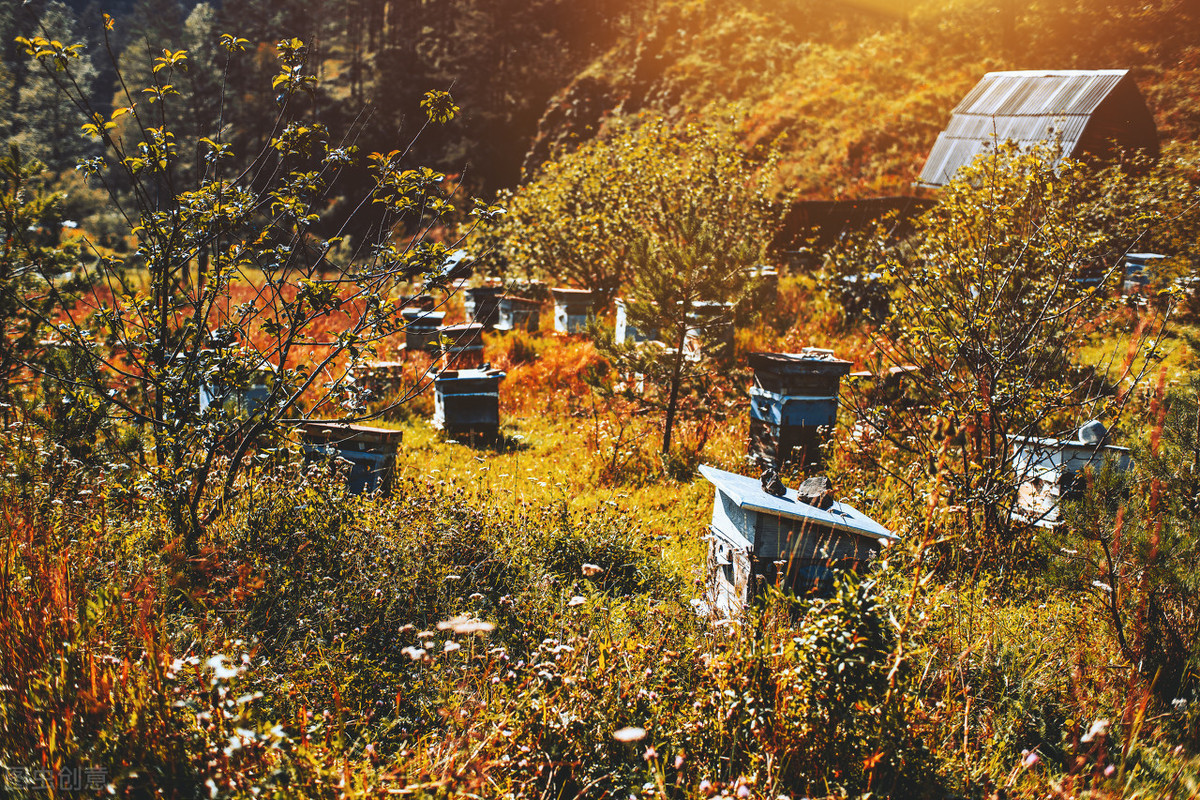 蜜蜂比喻生活中的什么(蜜蜂的比喻是什么) 蜜蜂比喻生活中的什么(蜜蜂的比喻是什么)