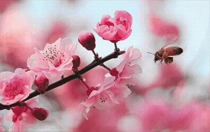 蜜蜂比喻生活中的什么 蜜蜂比喻生活中的什么