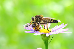 工蜂產卵與蜂王產卵出雄蜂的區別(蜂王產卵的特點) 工蜂產卵與蜂王產卵出雄蜂的區別(蜂王產卵的特點)