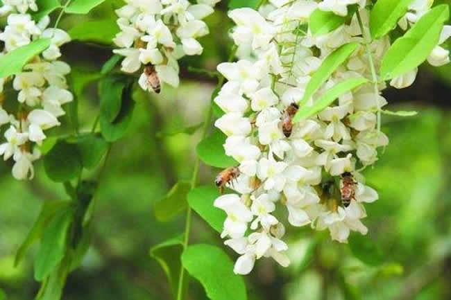 一箱意蜂洋槐花期能產多少蜜？