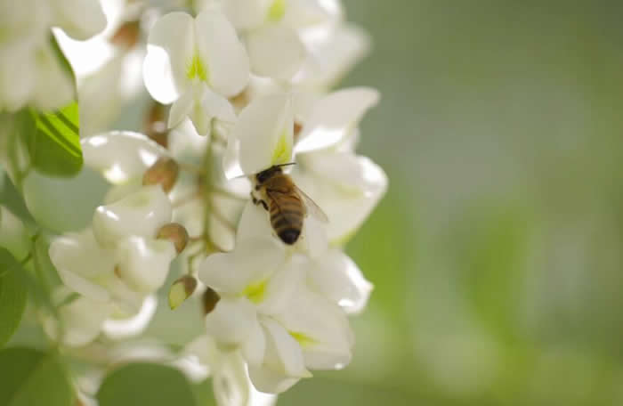 一箱意蜂洋槐花期能產多少蜜？