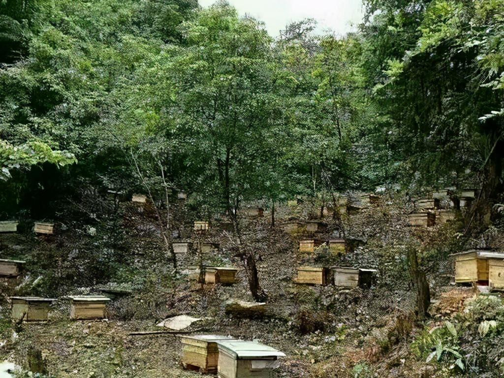 中蜂換蜂場什么時間好(中蜂轉場最佳時間) 中蜂換蜂場什么時間好(中蜂轉場最佳時間)