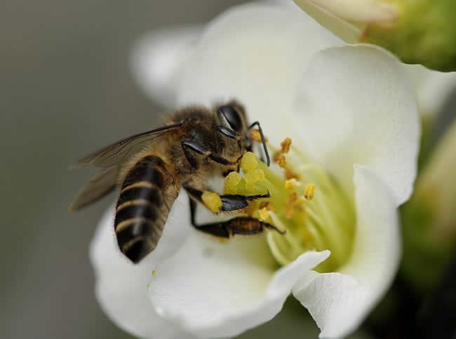 【養(yǎng)蜂技術(shù)】蜜蜂科學(xué)養(yǎng)殖技術(shù)有哪些? 蜜蜂養(yǎng)殖技術(shù)