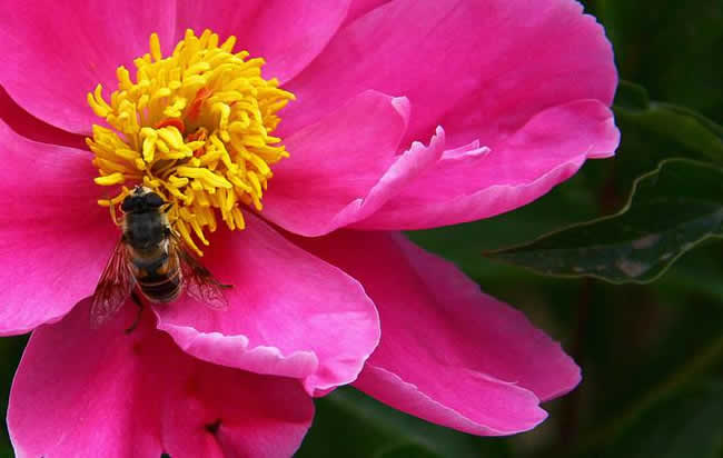 【養(yǎng)蜂技術(shù)】蜜蜂科學(xué)養(yǎng)殖技術(shù)有哪些? 蜜蜂養(yǎng)殖技術(shù)