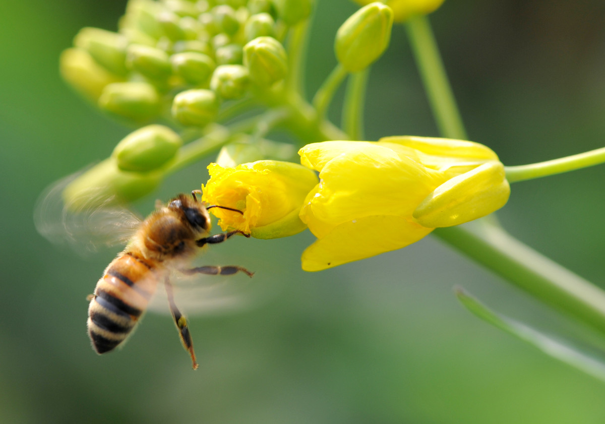 一箱中蜂一年需多少畝蜜源植物(一畝蜜源養(yǎng)多少蜂) 一箱中蜂一年需多少畝蜜源植物(一畝蜜源養(yǎng)多少蜂)