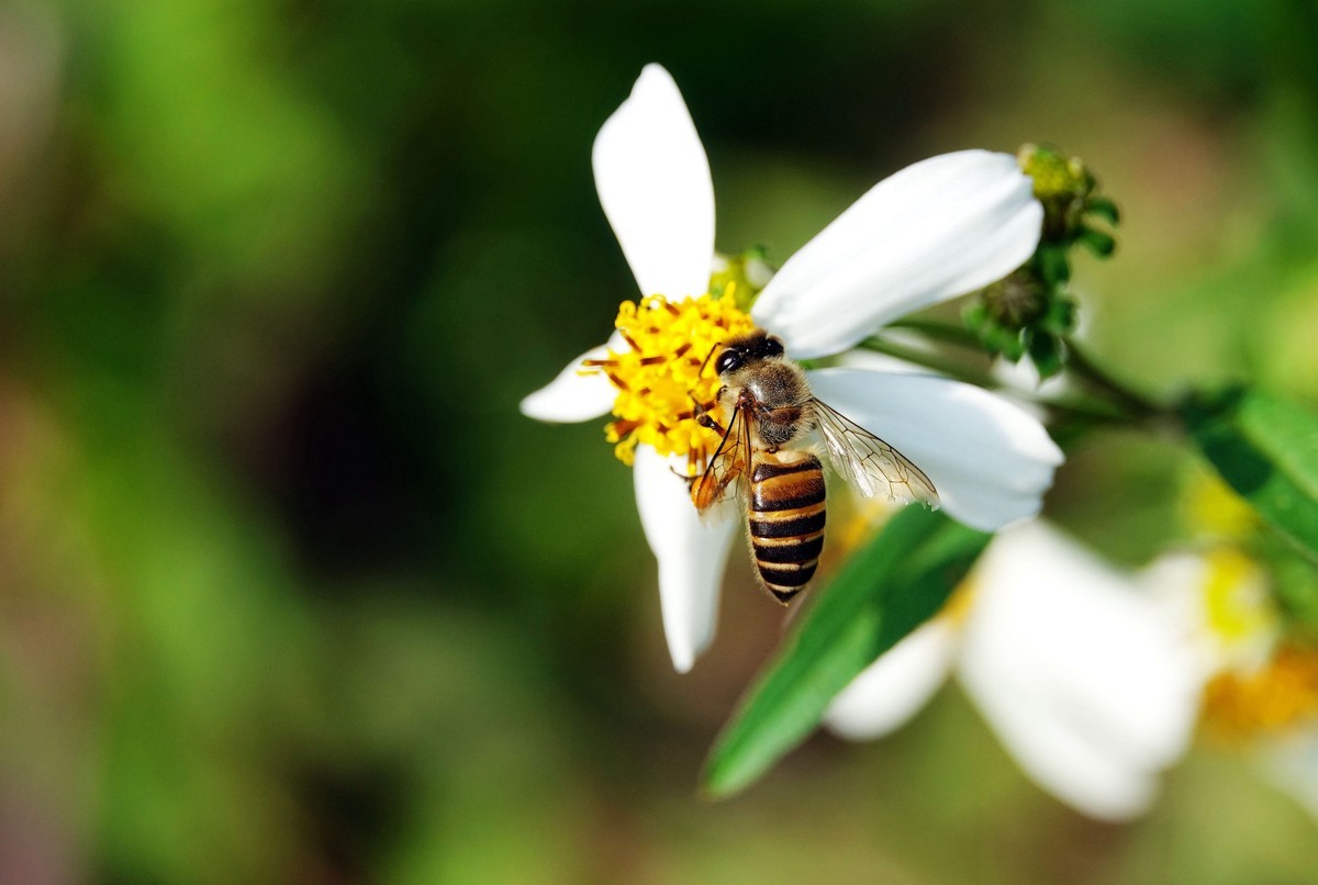 一箱中蜂一年需多少畝蜜源植物(一畝蜜源養(yǎng)多少蜂) 一箱中蜂一年需多少畝蜜源植物(一畝蜜源養(yǎng)多少蜂)