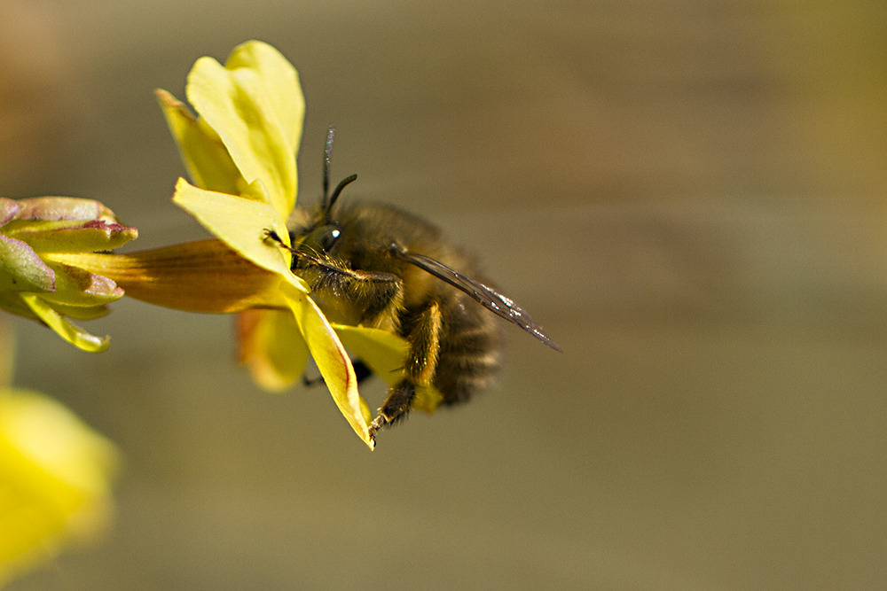 一箱中蜂一年需多少畝蜜源植物(一畝蜜源養(yǎng)多少蜂) 一箱中蜂一年需多少畝蜜源植物(一畝蜜源養(yǎng)多少蜂)