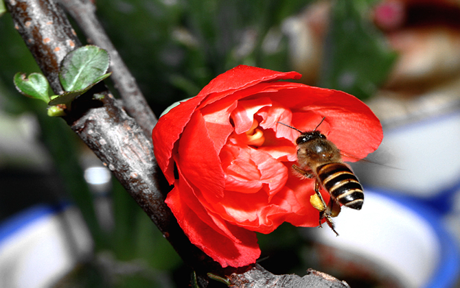 分蜂熱是怎么產(chǎn)生的？