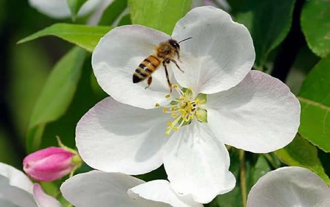 分蜂熱是怎么產(chǎn)生的？