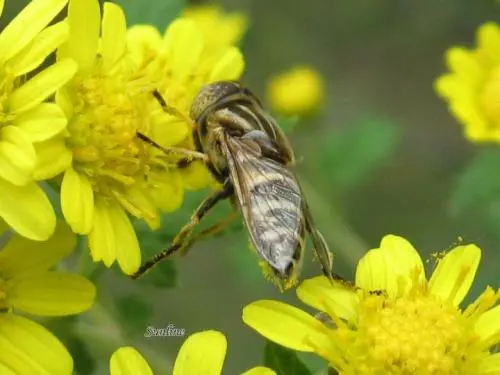 同一蜂場的兩箱中蜂能合群嗎(什么情況下需要合并蜂群) 同一蜂場的兩箱中蜂能合群嗎(什么情況下需要合并蜂群)