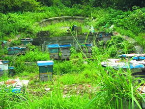 同一蜂場的兩箱中蜂能合群嗎(什么情況下需要合并蜂群) 同一蜂場的兩箱中蜂能合群嗎(什么情況下需要合并蜂群)