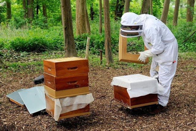 同一蜂場的兩箱中蜂能合群嗎(什么情況下需要合并蜂群) 同一蜂場的兩箱中蜂能合群嗎(什么情況下需要合并蜂群)