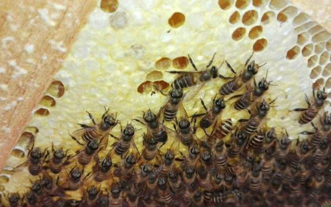 蜂脾關系及脾距的調整 蜂脾關系