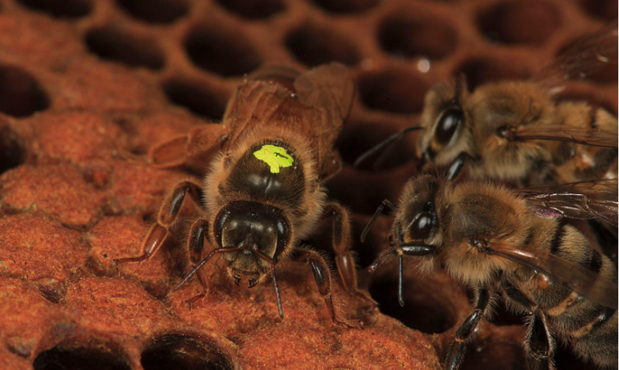 工蜂向蜂王擺動(dòng)是什么意思(圍著蜂王的蜜蜂,都是蜂王的“丫鬟”) 工蜂向蜂王擺動(dòng)是什么意思(圍著蜂王的蜜蜂,都是蜂王的“丫鬟”)