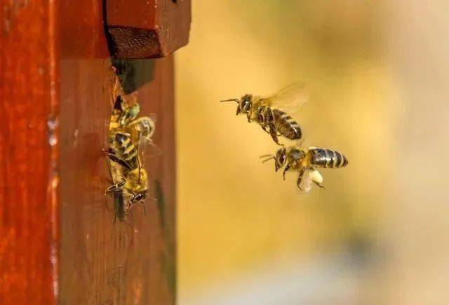 冬天蜜蜂缺蜜有什么表現(冬天蜜蜂缺蜜怎么辦) 冬天蜜蜂缺蜜有什么表現(冬天蜜蜂缺蜜怎么辦)