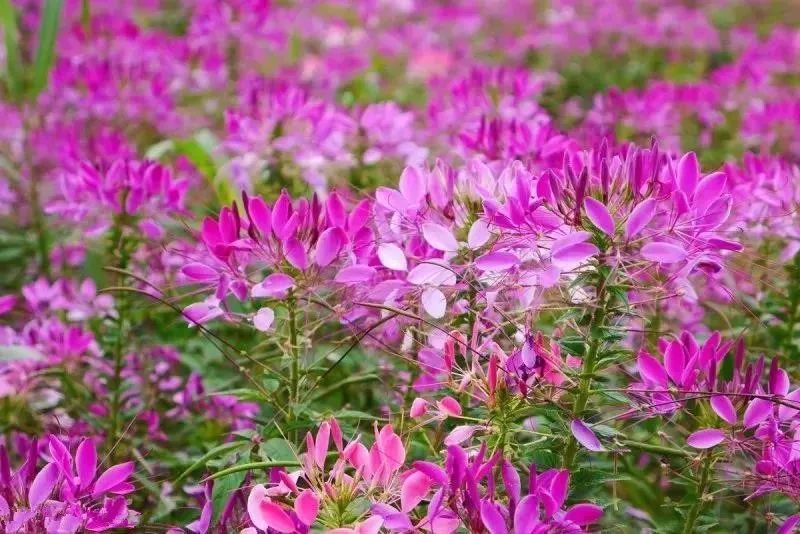 養(yǎng)蜂種什么花蜜源最好？(蜜源植物種植技巧)