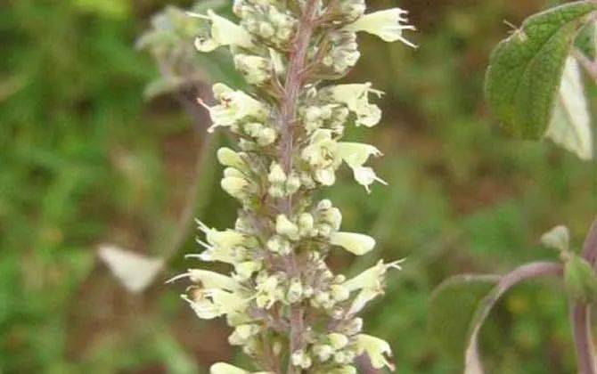 養(yǎng)蜂種什么花蜜源最好？(蜜源植物種植技巧)