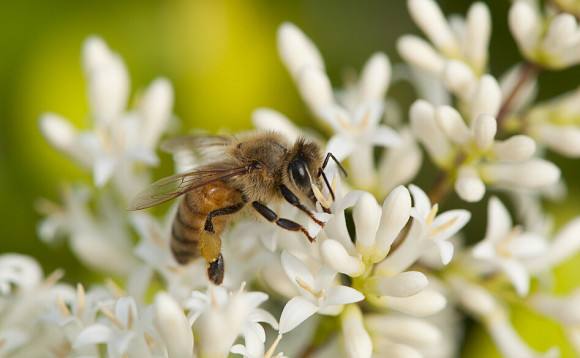 【蜜蜂養殖】意蜜蜂養殖技術及注意事項 意蜜蜂養殖技術及注意事項