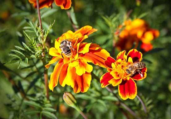 【蜜蜂養殖】意蜜蜂養殖技術及注意事項 意蜜蜂養殖技術及注意事項