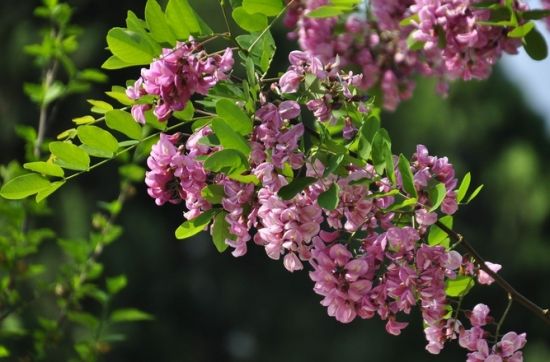 【蜜蜂養殖】意蜜蜂養殖技術及注意事項