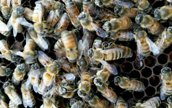 高加索蜜蜂形態(tài)特點(喀爾巴阡蜂出產機能) 高加索蜜蜂形態(tài)特點(喀爾巴阡蜂出產機能)