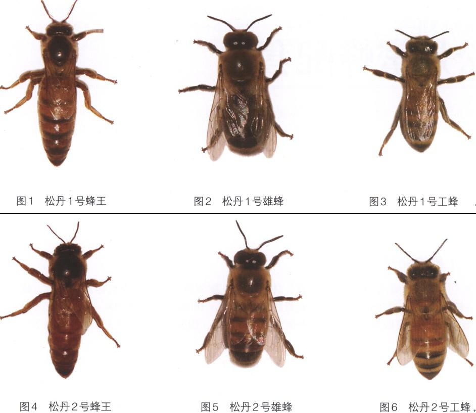 松丹一號和美意蜂雜交如何(松丹蜜蜂配套系) 松丹一號和美意蜂雜交如何(松丹蜜蜂配套系)