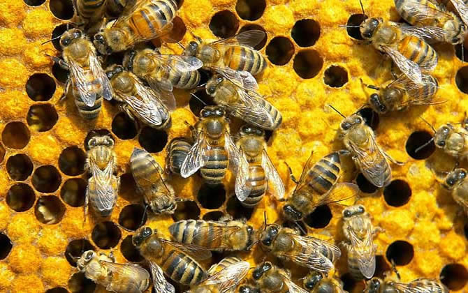 蜜蜂中毒了怎么辦 蜜蜂中毒了怎么辦