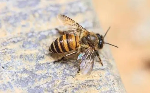 北一號中蜂品系價格(北京一號蜂種) 北一號中蜂品系價格(北京一號蜂種)