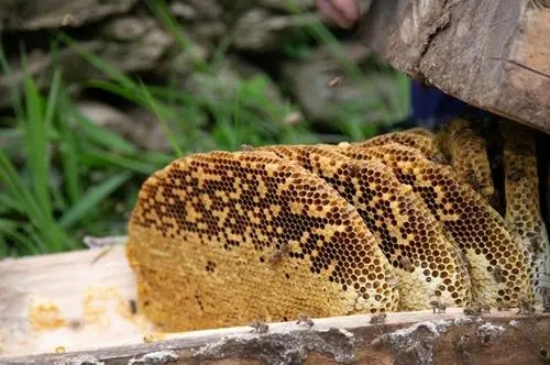 北一號中蜂品系價格(北京一號蜂種) 北一號中蜂品系價格(北京一號蜂種)