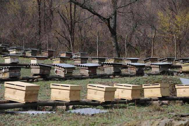 養殖蜜蜂應該如何擺放蜂箱？