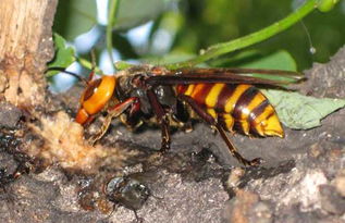 胡蜂離開(kāi)蜂巢能活多長(zhǎng)時(shí)間（胡蜂離開(kāi)了蜂巢還能活多久）