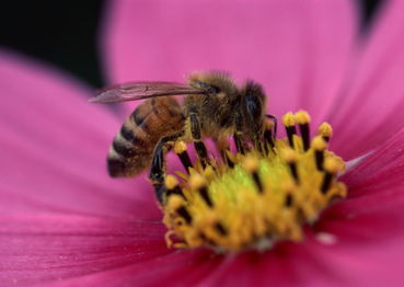 高加索蜂有毒嗎(高加索蜂生物學(xué)特性) 高加索蜂有毒嗎(高加索蜂生物學(xué)特性)
