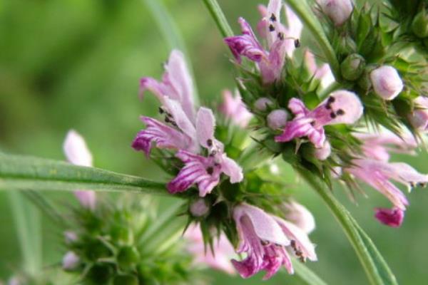 益母草什么時候開花（益母草幾月開花幾月份生長）
