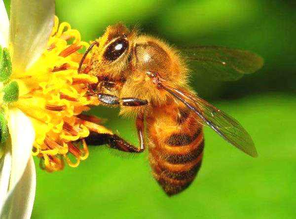 蜜蜂強群可以有15萬的工蜂嗎 蜜蜂強群可以有15萬的工蜂嗎