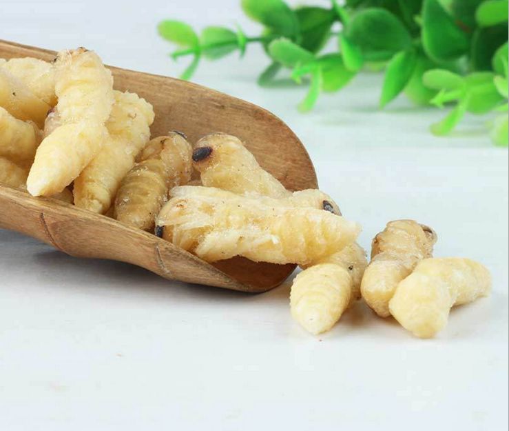 如何區(qū)別蜜蜂蛹和胡蜂蛹？