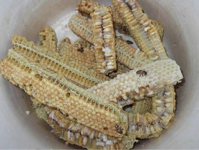 如何區(qū)別蜜蜂蛹和胡蜂蛹？