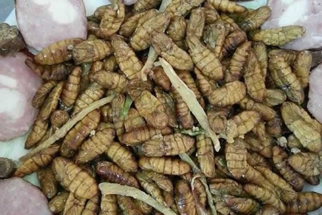 如何區(qū)別蜜蜂蛹和胡蜂蛹？