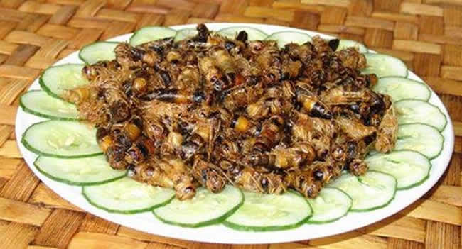 如何區(qū)別蜜蜂蛹和胡蜂蛹？