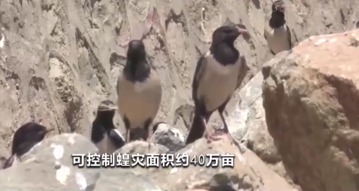 20萬只粉紅椋鳥到達新疆,滅蝗大戰(zhàn)開始,蝗蟲還夠吃嗎 20萬只粉紅椋鳥到達新疆,滅蝗大戰(zhàn)開始,蝗蟲還夠吃嗎